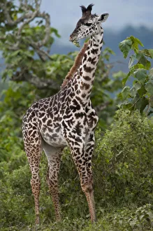 Giraffe (Giraffa carmeopardalis), Arusha National Park, Tanzania, Africa Giraffe (Giraffa carmeopardalis), Arusha National Park, Tanzania, Africa