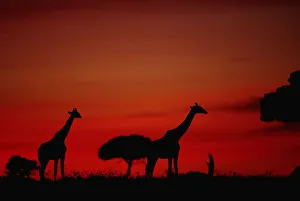 Giraffe (Giraffe camelopardalis tippleskirchi) standing, at dusk, Masai Mara N.R, Kenya Giraffe (Giraffe camelopardalis tippleskirchi) standing, at dusk, Masai Mara N.R, Kenya