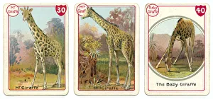 Three giraffe playing cards Victorian animal families game Three giraffe playing cards Victorian animal families game