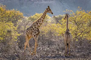 Three giraffes (Giraffa camelopardalis camelopardalis) amidst acacia trees, Twyfelfontein Three giraffes (Giraffa camelopardalis camelopardalis) amidst acacia trees, Twyfelfontein