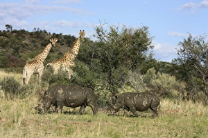 Giraffes -Giraffa camelopardalis- and White or Square-lipped Rhinoceroses -Ceratotherium simum-, Namibia, Africa Giraffes -Giraffa camelopardalis- and White or Square-lipped Rhinoceroses -Ceratotherium simum-, Namibia, Africa