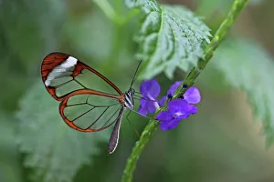 Glasswinged butterfly -Greta oto- on a blue flower, Mainau island, Baden-Wuerttemberg, Germany, Europe Glasswinged butterfly -Greta oto- on a blue flower, Mainau island, Baden-Wuerttemberg, Germany, Europe