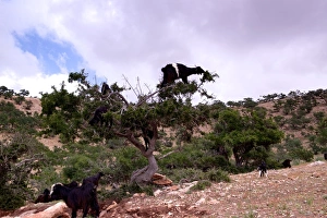 Goats climbing an Argan tree, Morocco Goats climbing an Argan tree, Morocco