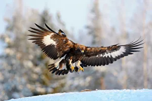 Golden Eagle -Aquila chrysaetos- in flight, landing at a bait place, Kainuu, Utajarvi Golden Eagle -Aquila chrysaetos- in flight, landing at a bait place, Kainuu, Utajarvi