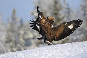 Golden Eagles -Aquila chrysaetos-, two eagles competing at a bait place, Kainuu, Utajarvi, Nordfinnland, Finland Golden Eagles -Aquila chrysaetos-, two eagles competing at a bait place, Kainuu, Utajarvi, Nordfinnland, Finland