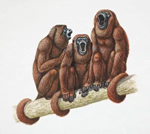 Three Golden Lion Tamarins, Leontopithecus rosalia, sitting with tails wrapped around Three Golden Lion Tamarins, Leontopithecus rosalia, sitting with tails wrapped around