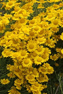 Golden Marguerite or Yellow Chamomile -Anthemis tinctoria-, Allgaeu, Bavaria, Germany Golden Marguerite or Yellow Chamomile -Anthemis tinctoria-, Allgaeu, Bavaria, Germany