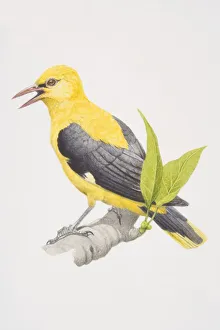 Golden Oriole (Oriolus oriolus), yellow and black bird on a branch Golden Oriole (Oriolus oriolus), yellow and black bird on a branch