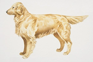 Golden Retriever (canis familiaris), side view Golden Retriever (canis familiaris), side view