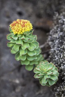 Golden Root, Rose Root or Roseroot -Sedum rosea-, Blue Lagoon, Reykjanes Peninsula, South Iceland, Iceland, Europe Golden Root, Rose Root or Roseroot -Sedum rosea-, Blue Lagoon, Reykjanes Peninsula, South Iceland, Iceland, Europe