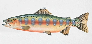 Golden Trout, Oncorhynchus aguabonita, side view Golden Trout, Oncorhynchus aguabonita, side view