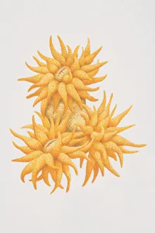 Golden Tubastrea (Tubastrea aurea), bright colored orange coral Golden Tubastrea (Tubastrea aurea), bright colored orange coral