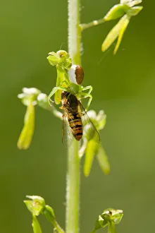 Goldenrod crab spider -Misumena vatia- has captured a hoverfly -Syrphidae-, Thuringia Goldenrod crab spider -Misumena vatia- has captured a hoverfly -Syrphidae-, Thuringia