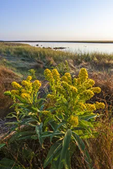 Goldenrod (Solidago) next to salt marsh at Fort Hill, Eastham, Cape Cod National Seashore, Massachusetts, USA Goldenrod (Solidago) next to salt marsh at Fort Hill, Eastham, Cape Cod National Seashore, Massachusetts, USA