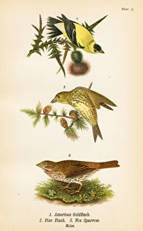 Goldfinch Pine Finch bird lithograph 1890 Goldfinch Pine Finch bird lithograph 1890