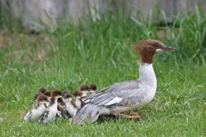 Goosander or Common Merganser -Mergus merganser-, female adult with chicks, one day, Allgaeu, Bavaria, Germany, Europe Goosander or Common Merganser -Mergus merganser-, female adult with chicks, one day, Allgaeu, Bavaria, Germany, Europe