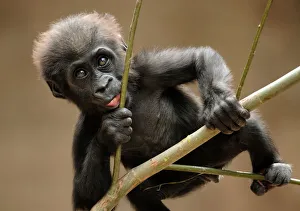 <b class=qtipBold><figcaption>Gorilla baby climb</figcaption></b><br>A cute young gorilla trying to climb<br><em>© Dirk Freder</em> Gorilla baby climb