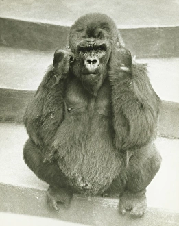 Gorilla sitting on steps, supporting head with hands, (B&W) Gorilla sitting on steps, supporting head with hands, (B&W)