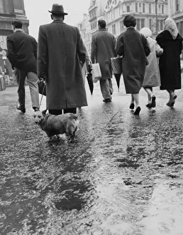 1950s Animal Photography Prints: Got A Problem ?