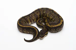 Prints of Granite Ball Python or Royal Python -Python regius-, female Royal Python Prints: Granite Ball Python Print - Female Royal Python