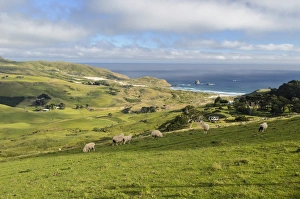 Grassland and the beach of Sandfly Bay, Otago Peninsula, South Island, New Zealand, Oceania Grassland and the beach of Sandfly Bay, Otago Peninsula, South Island, New Zealand, Oceania