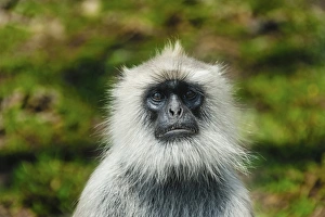 Gray langur -Semnopithecus sp.-, Mudumalai Wildlife Sanctuary, Tamil Nadu, India Gray langur -Semnopithecus sp.-, Mudumalai Wildlife Sanctuary, Tamil Nadu, India