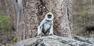 Gray langur -Semnopithecus sp.- sitting on stone, Mudumalai Wildlife Sanctuary, Tamil Nadu, India Gray langur -Semnopithecus sp.- sitting on stone, Mudumalai Wildlife Sanctuary, Tamil Nadu, India