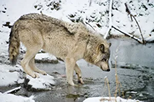 Gray wolf taking a drink Gray wolf taking a drink