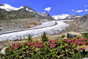 Great Aletsch Glacier, UNESCO World Heritage Site, alpenroses at the front, Riederalp, Bettmeralp, Canton of Valais Great Aletsch Glacier, UNESCO World Heritage Site, alpenroses at the front, Riederalp, Bettmeralp, Canton of Valais