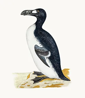 Great Auk bird Great Auk bird