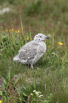 Great black-backed gull -Larus marinus-, young bird not yet fledged, Bird Island Hornoya Great black-backed gull -Larus marinus-, young bird not yet fledged, Bird Island Hornoya