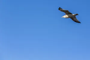 Great Black-backed Gull -Larus marinus- in flight, Carrapateira, Algarve, west coast Great Black-backed Gull -Larus marinus- in flight, Carrapateira, Algarve, west coast