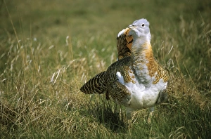 Great Bustard -Otis tarda- courting cock, Devavanya-protected, Hungary, Europe Great Bustard -Otis tarda- courting cock, Devavanya-protected, Hungary, Europe