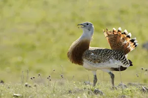 Great Bustard -Otis tarda-, male, roaming the steppe of the Extremadura, Spain, Europe Great Bustard -Otis tarda-, male, roaming the steppe of the Extremadura, Spain, Europe