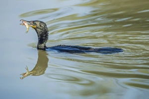 Great Cormorant -Phalacrocorax carbo-, Keoladeo National Park, Rajasthan, India Great Cormorant -Phalacrocorax carbo-, Keoladeo National Park, Rajasthan, India