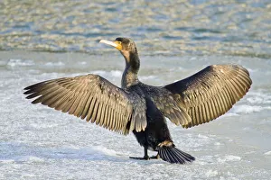 Great Cormorant -Phalacrocorax carbo- standing with outstretched wings on ice, North Hesse, Hesse, Germany Great Cormorant -Phalacrocorax carbo- standing with outstretched wings on ice, North Hesse, Hesse, Germany