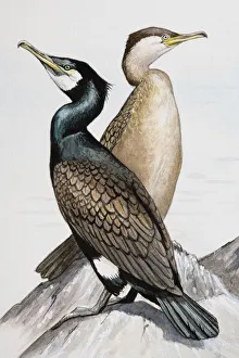Two Great cormorants (Phalacrocorax carbo), looking in opposite directions, perching on rock by sea Two Great cormorants (Phalacrocorax carbo), looking in opposite directions, perching on rock by sea
