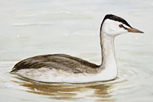 Great crested grebe (Podiceps cristatus) in the water, side view Great crested grebe (Podiceps cristatus) in the water, side view
