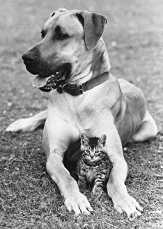 Great Dane And Kitten Great Dane And Kitten