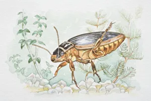 Great Diving Beetle (Dytiscus marginalis) in underwater flora Great Diving Beetle (Dytiscus marginalis) in underwater flora