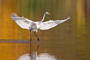 Great Egret -Ardea alba- with outstretched wings, North Hesse, Hesse, Germany Great Egret -Ardea alba- with outstretched wings, North Hesse, Hesse, Germany