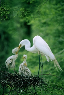 Great egret (Casmerodius albus) in nest, feeding chicks, side view Great egret (Casmerodius albus) in nest, feeding chicks, side view