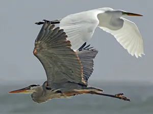 Great Egret and Great Blue Heron Composite Great Egret and Great Blue Heron Composite