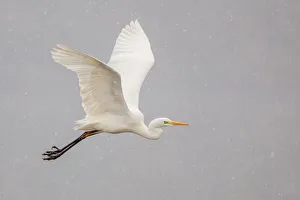 Great Egret or Great White Heron -Ardea alba- in flight, North Hesse, Hesse, Germany