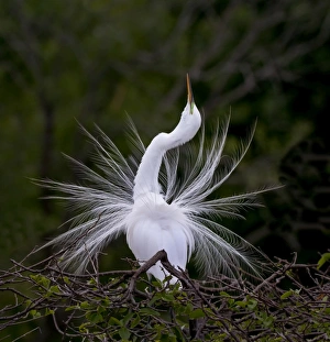 Great Egret Mating Display Florida Great Egret Mating Display Florida