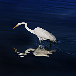 Great Egret Self Reflections Great Egret Self Reflections