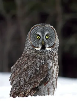 Nature wildlife/jim cumming photography/great grey owl grounded Nature wildlife/jim cumming photography/great grey owl grounded