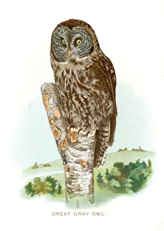 <b class=qtipBold><figcaption>Great grey owl lithograph 1897</figcaption></b><br>Diseases of Poultry by Leonard Pearson - Clarence M. Busch, State Printer of Pennsylvania 1897<br><em>© This content is subject to copyright.</em> Great grey owl lithograph 1897