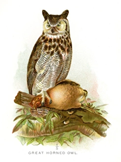 <b class=qtipBold><figcaption>great horned owl lithograph 1897</figcaption></b><br>Diseases of Poultry by Leonard Pearson - Clarence M. Busch, State Printer of Pennsylvania 1897<br><em>© This content is subject to copyright.</em> great horned owl lithograph 1897