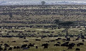 Tanzania Travel Destinations Prints: The great migration